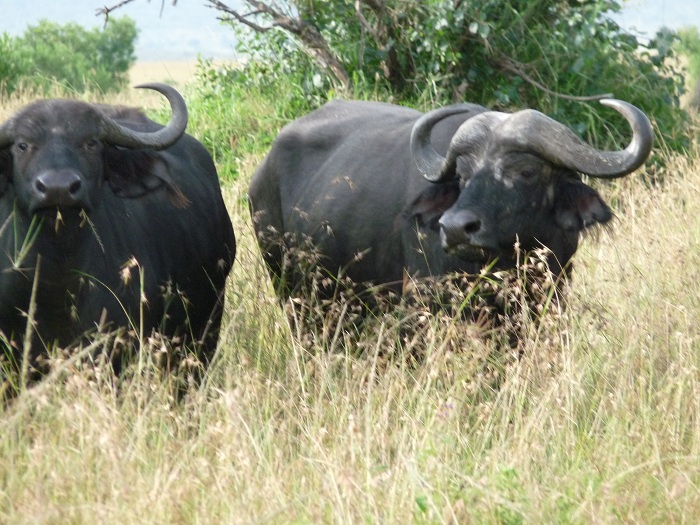 Classic Adventure Kenya Budget Safaris, Masai Mara Safaris,YHA Kenya Travel..