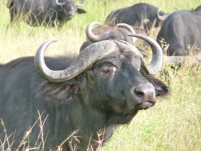 Small Group Safaris/ Kenya Budget Short Tours/ Safari Bookings Adventure.