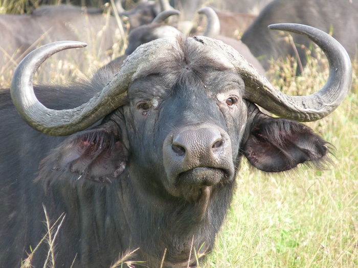 Epic Kenya Camping Safaris/ Budget Adventure Short Tours.