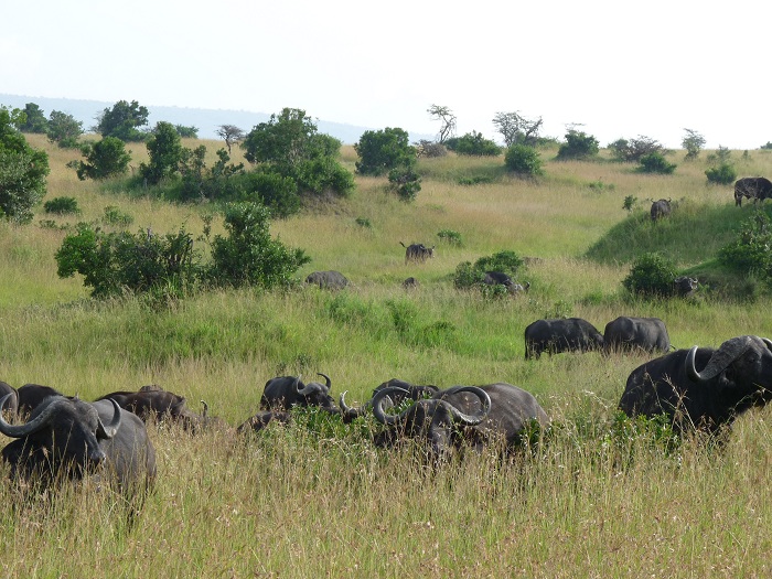 YHA Kenya Travel/Wildlife Kenya Adventure Safaris/ Kenya Budget Camping Tours.