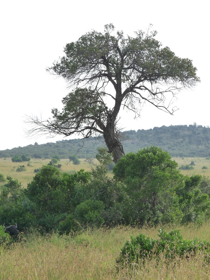 Kenya Safaris/ Tanzania Budget Adventure Camping Tours/Safari.