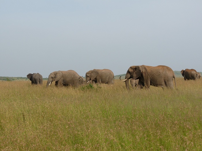 YHA Kenya Travel/Adventure Budget Camping Safaris Tours/Big Five.