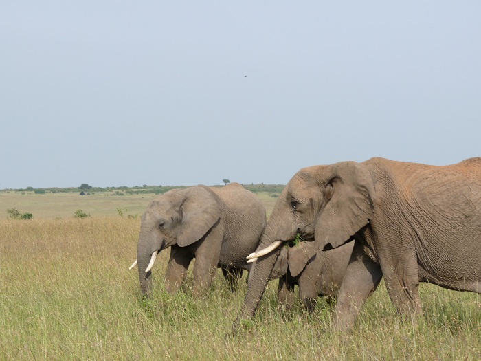 Kenya Camping Safaris/ Guided Short Wildlife Safaris Adventure/Big Five..