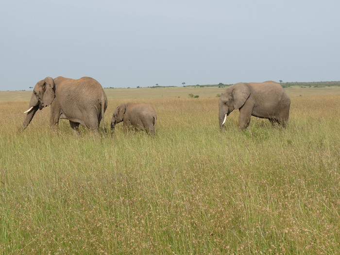 Big Five Kenya and Tanzania Budget Adventure Camping Safaris.