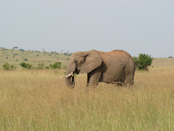 Kenya Adventure Safaris, YHA Kenya Travel Budget Camping Tours.