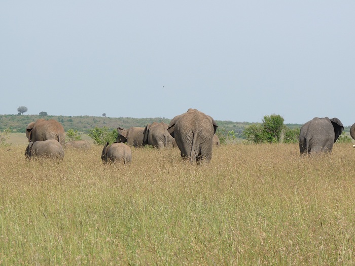 Epic Active Kenya Budget Safaris/ Masai Mara Budget Tours.