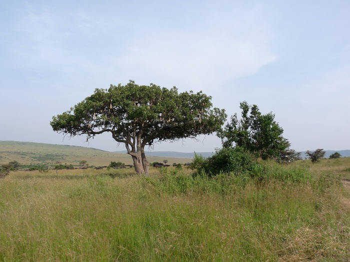 Discover Kenya Adventure Wildlife Safari Activities/Budget Tours.