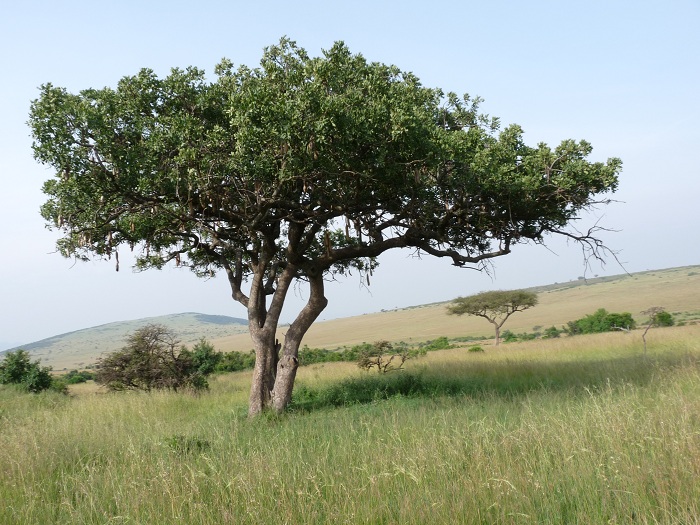 YHA Travel Tours/Discover Kenya Adventure Safari/Masai Mara Tour Activities.