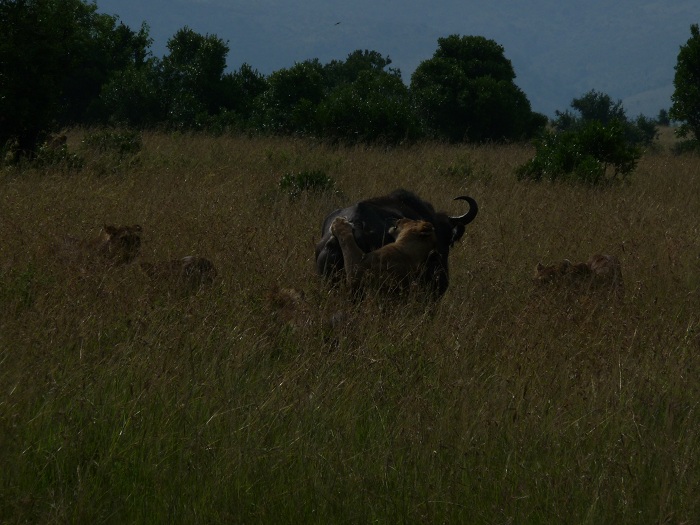 Kenya Adventure Safaris, Kenya Budget Camping Tours/Safari Bookings..