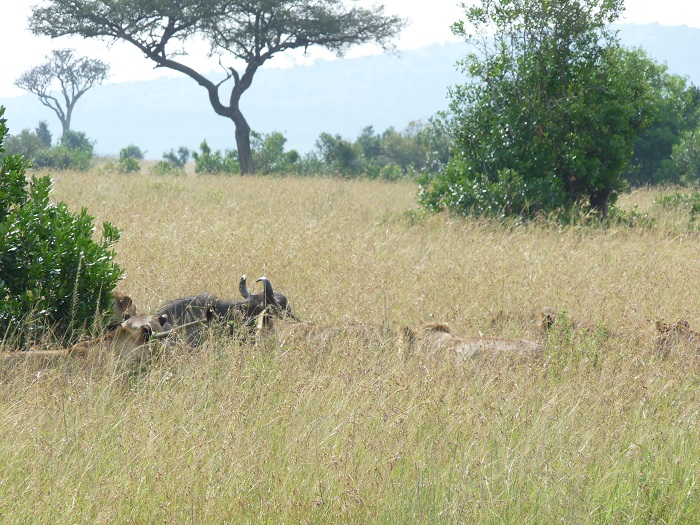Best of Kenya Tours and Tanzania Budget Adventure Camping Safaris.