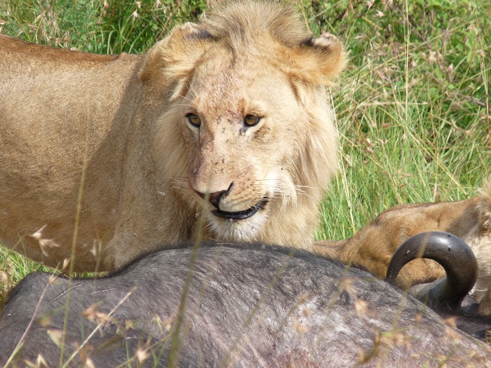 Combined Kenya andTanzania Budget Adventure Camping Safaris.