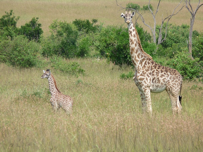 Safari Bookings Kenya Camping Safaris/ Kenya Short Tour Adventure.