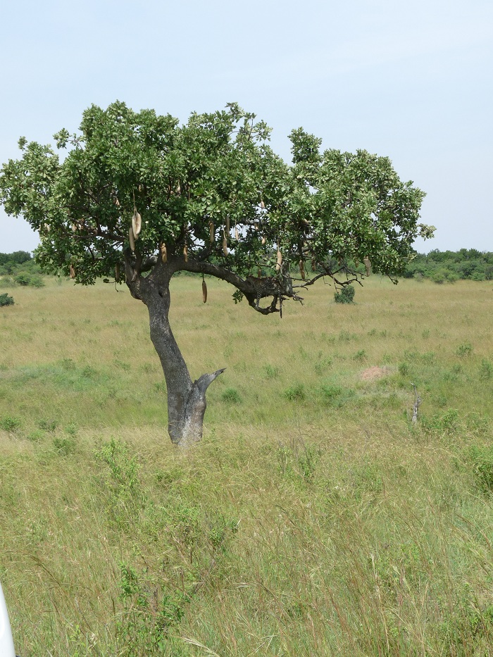 Kenya Budget Safaris, Kenya Adventure Camping Safaris