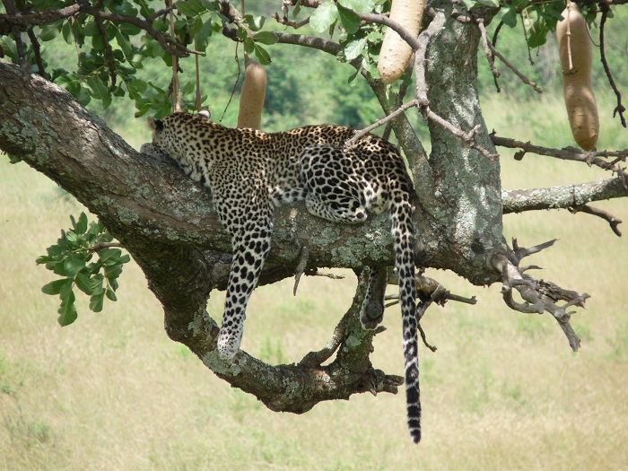 Kenya Camping Safaris/ Small Group Guided Kenya Short Tours Adventure.