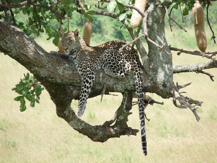 Kenya Adventure Safaris, Kenya Budget Camping Safaris.