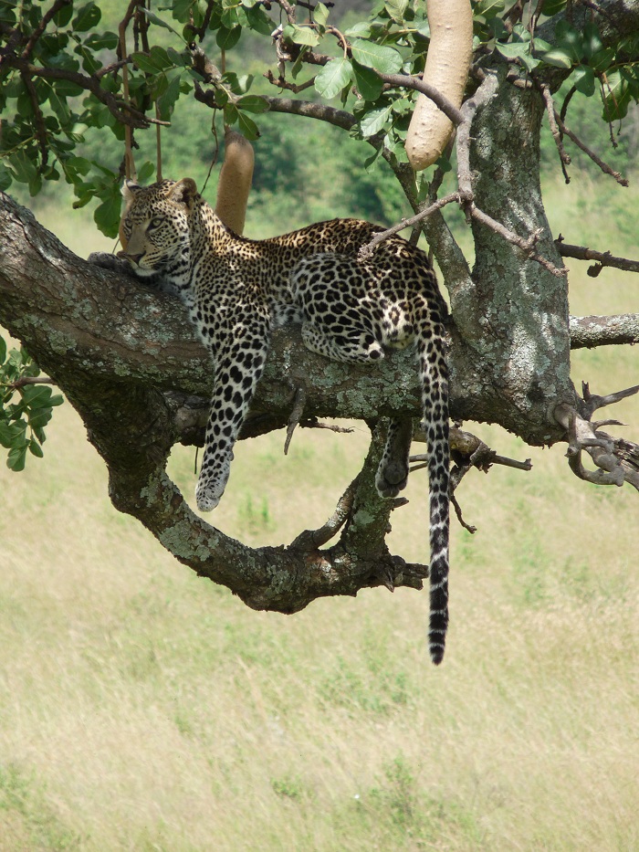 Kenya and Tanzania Budget Adventure Camping Safaris Bookings.