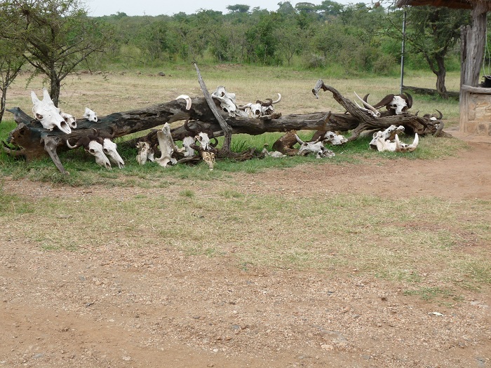 Kenya and Tanzania Safari Bookings/Budget Adventure Camping Tours.