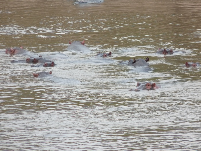 African Wildlife Group Camping Safaris/ YHA Kenya Travel/Adventure Safaris Booking.