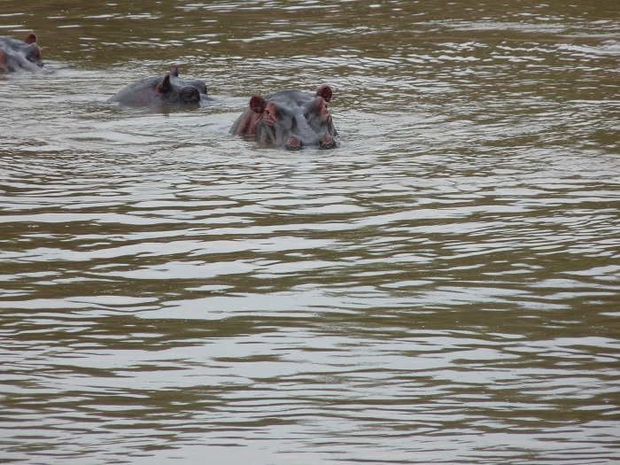 Small Group Tours Kenya Camping Safaris/ Guided Short Wildlife Safari Adventure.
