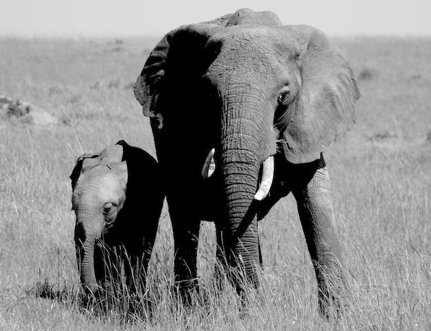 Kenya Camping Safaris/African Budget Camping Adventure Safari/Wildlife Tours.