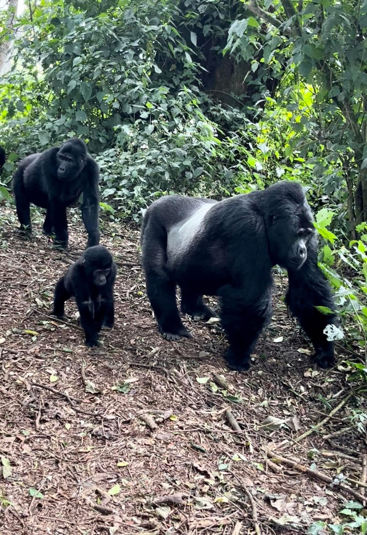 Yha kenya travel gorilla trekking tour in uganda 17 