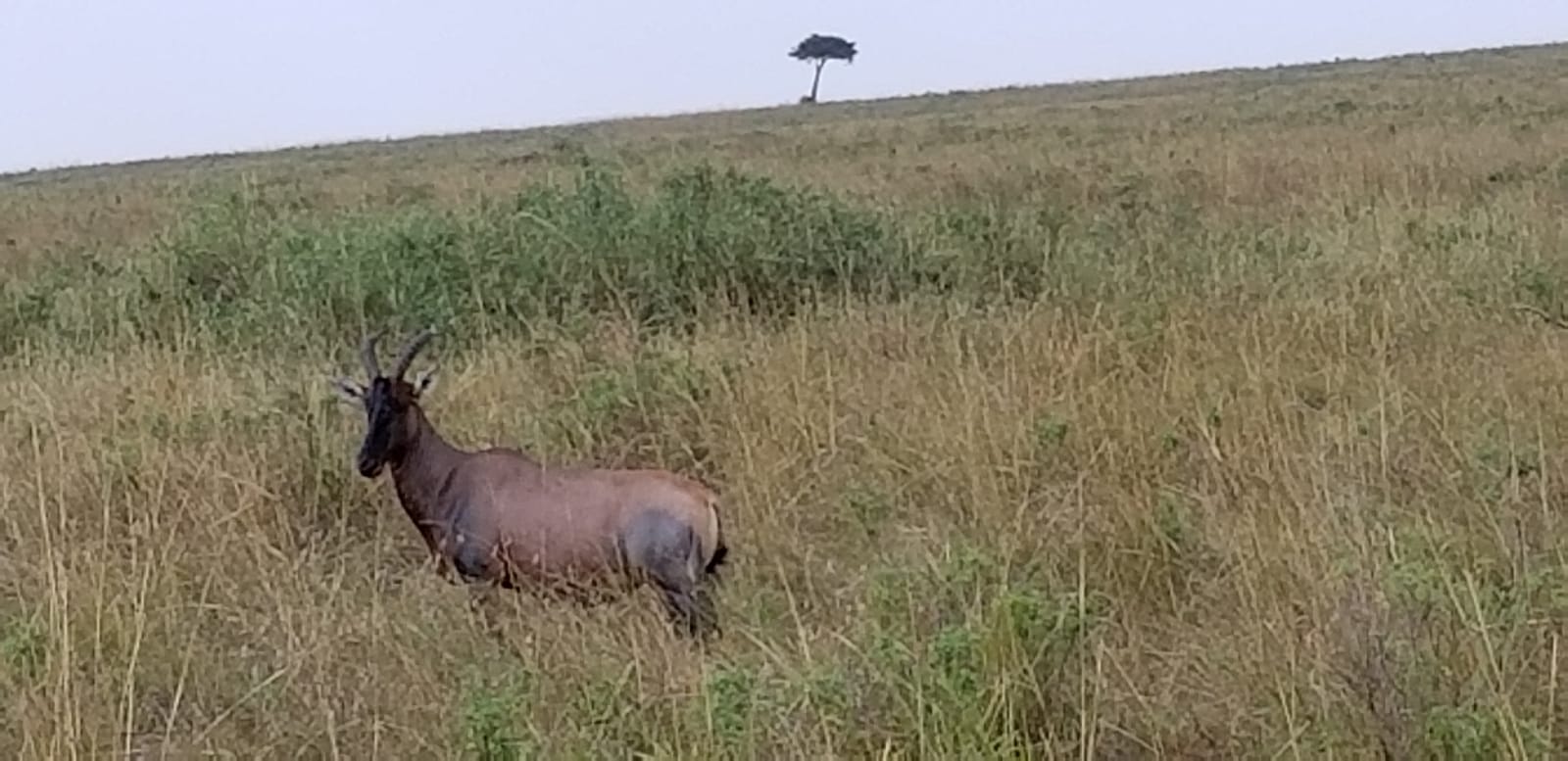 YHA Kenya Travel, Migration, Hot Air Balloon, Adventure Budget Camping Safaris. 