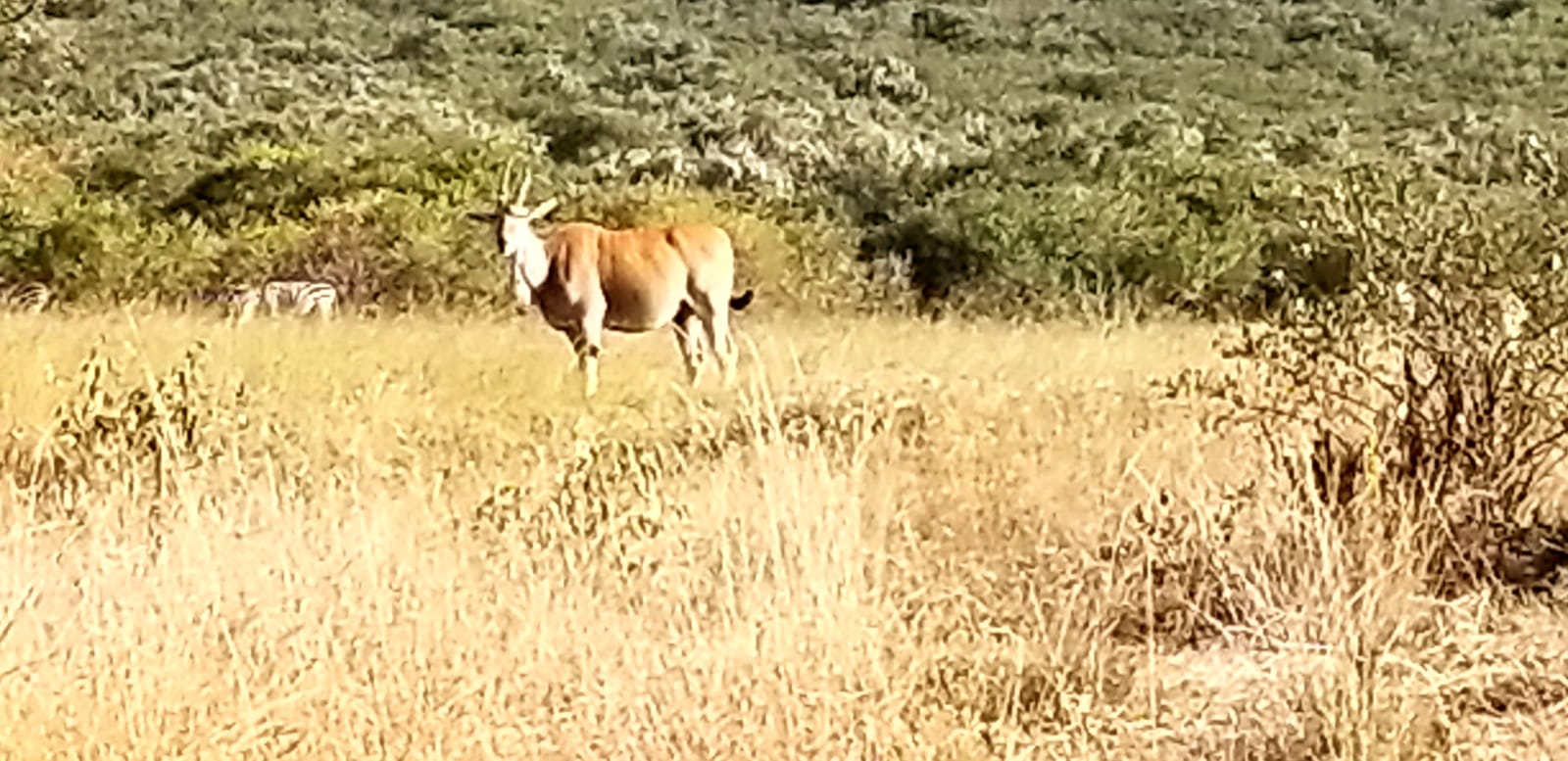 YHA Kenya Travel, Masai Mara Migration, Balloon Safari, Adventure Camping Safaris. 
