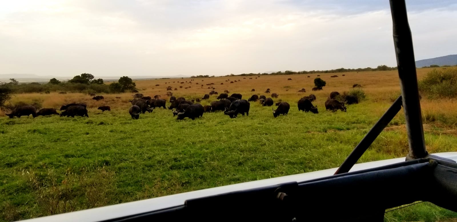 YHA Kenya Travel, Migration Safari, African Adventure Budget Camping Safaris. 