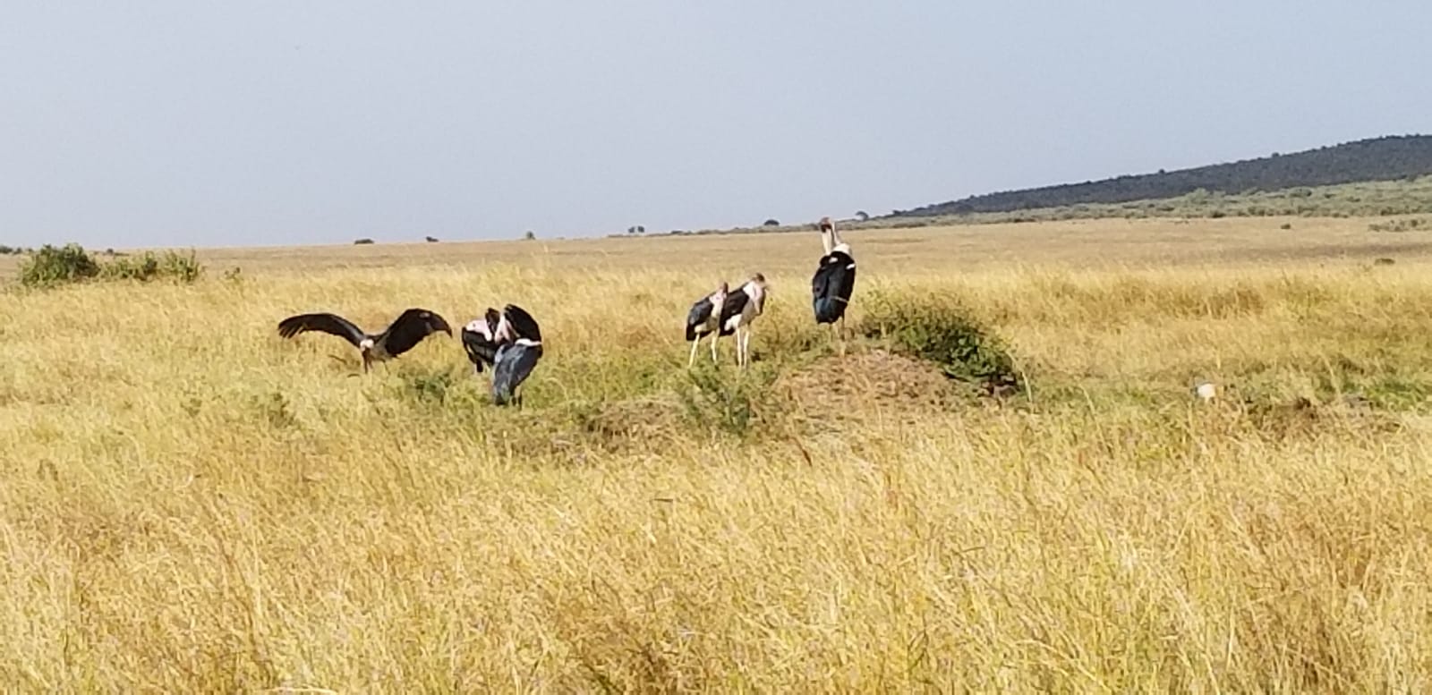 Active Adventure Budget Camping Safaris/Masai Mara Budget Tour.
