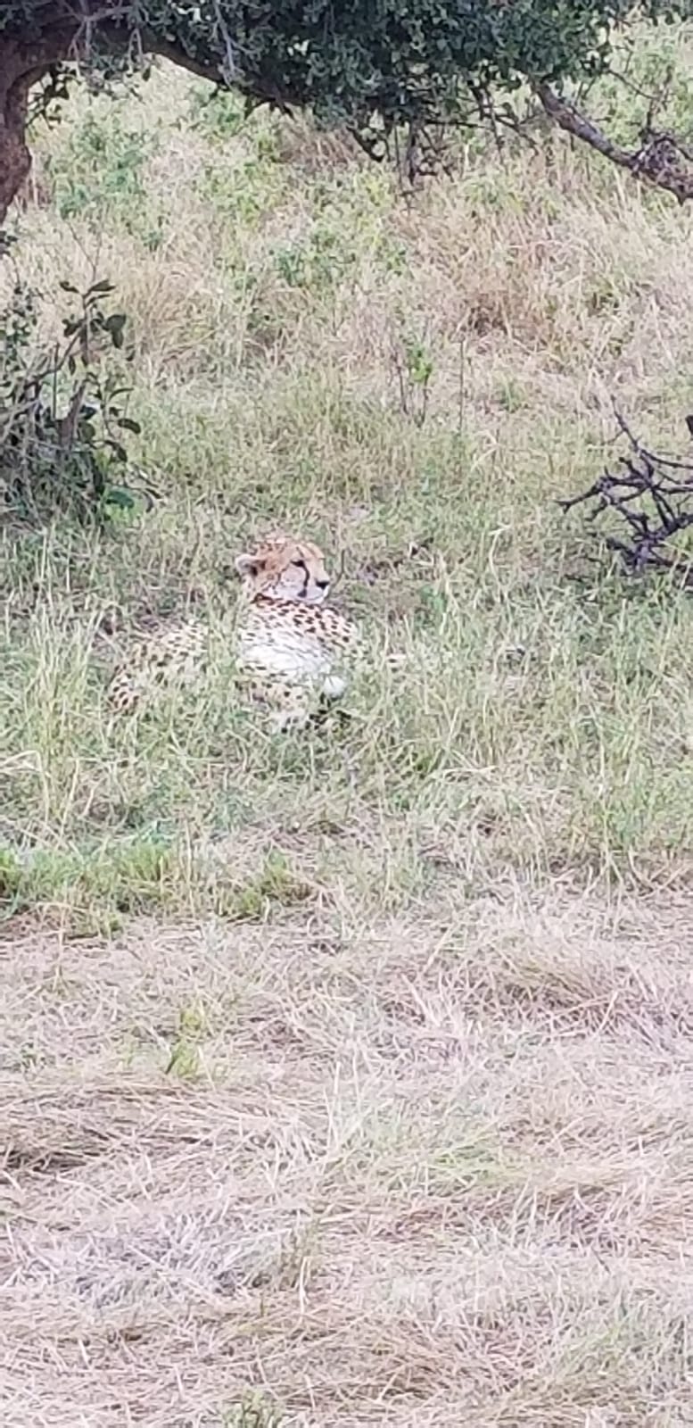 Big 5 Animals/YHA Kenya Travel Tours/ Budget Camping Safaris. 