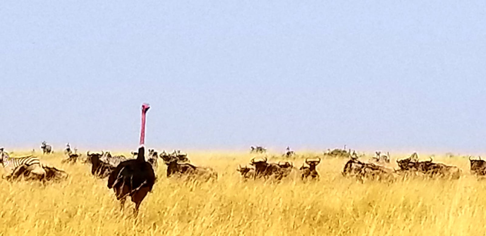 YHA Kenya Travel, African Budget Tours, Adventure Budget Camping Safaris. 