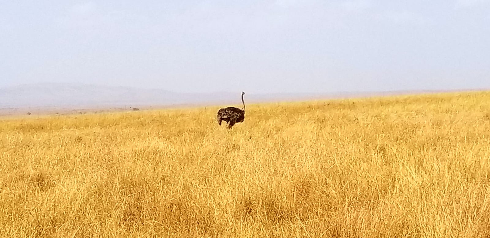 YHA Kenya Travel, Migration, Balloon, Adventure Budget Camping Safaris. (9)