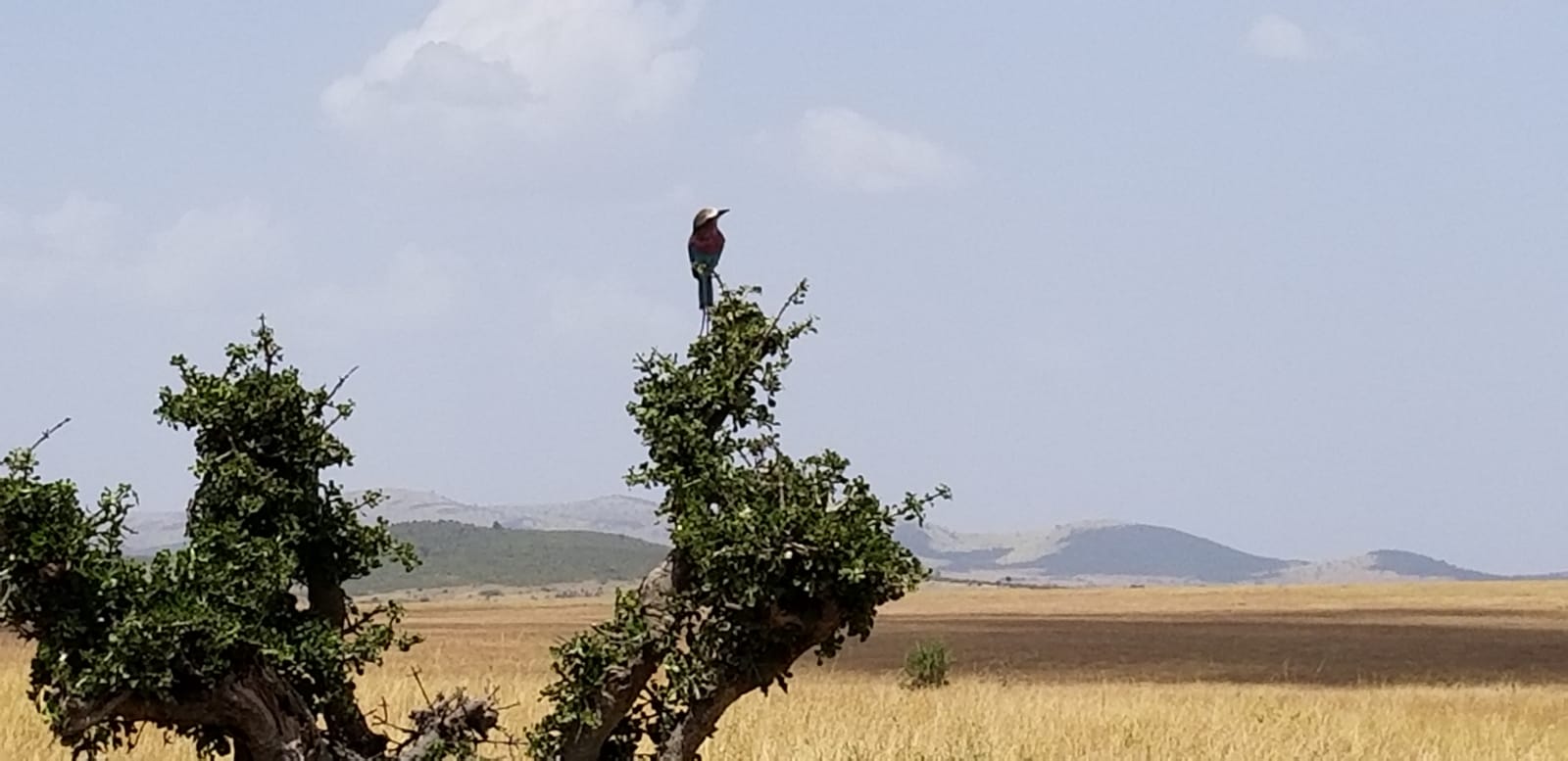 YHA Kenya Travel, Migration, Balloon, Adventure Budget Camping Safaris.