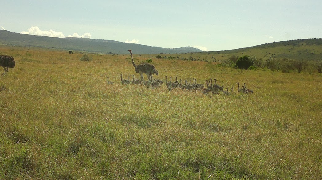 YHA Kenya Travel Tours And Safais,Wildlife Adventure Budget Camping Safaris.