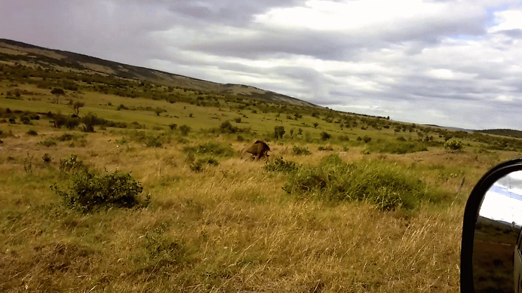 African Budget Safaris/YHA Kenya Travel / Africa Wildlife Safari.