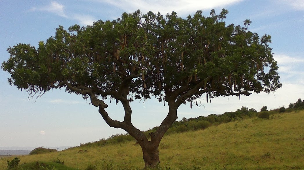 Masai Mara Safari/YHA Kenya Travel/ African Wildlife Safari Tours.