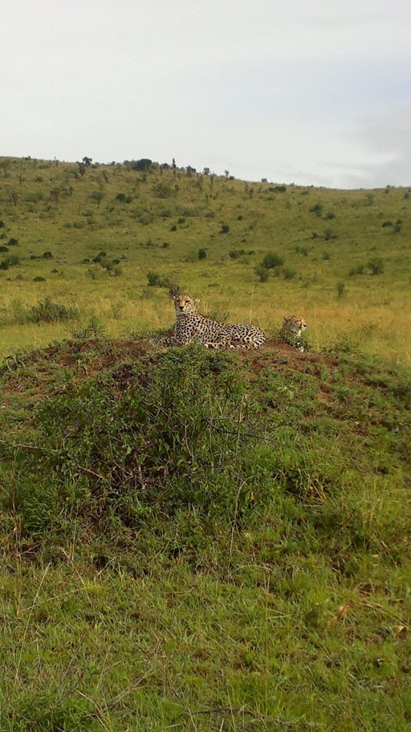 YHA Kenya Travel/Big Five Wildlife Safari/Small Group Tours.