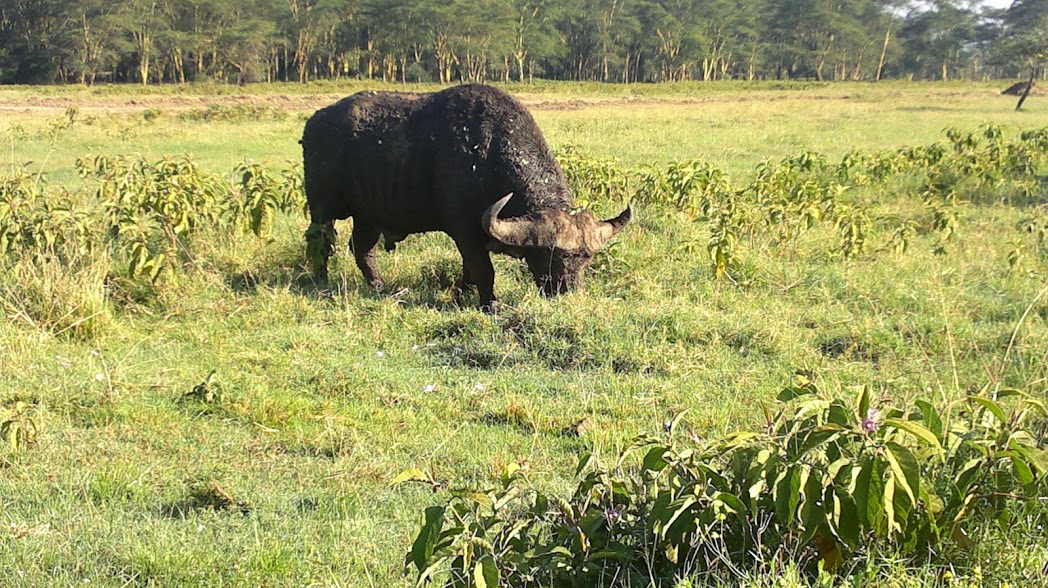 Big Five Animals/African Wildlife Adventure Tours/YHA Kenya Travel/ Safaris Booking.