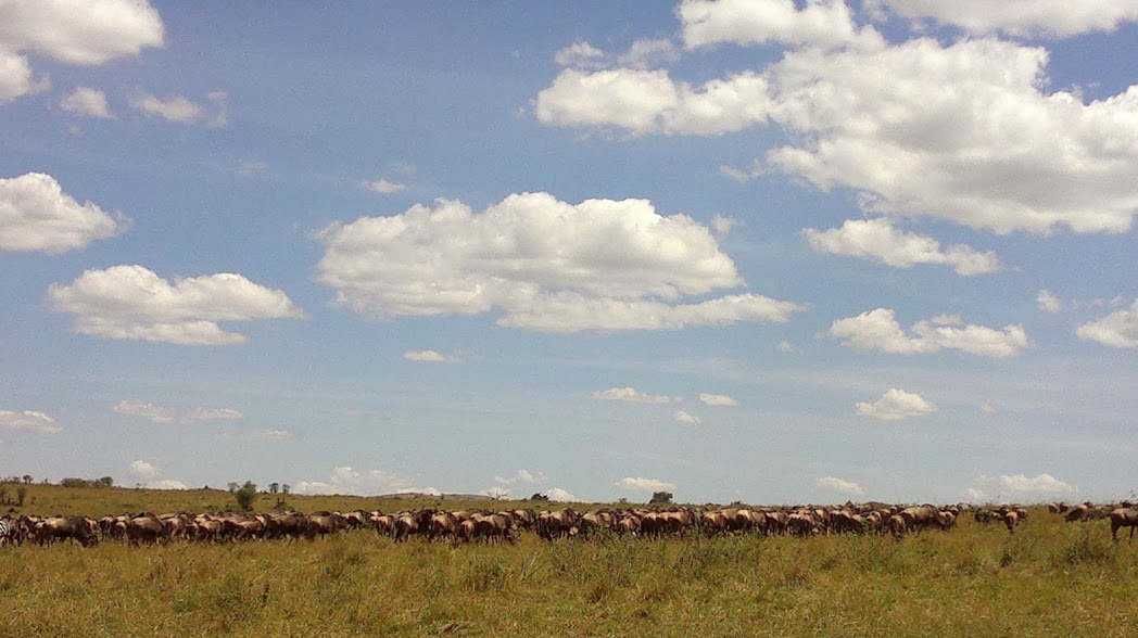 YHA Kenya Travel/ Wildlife Safari, Masai Mara Wildebeest Migration Safari.