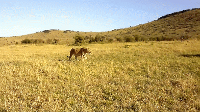 YHA Kenya Travel/Wildebeest Migration In Masai Mara Kenya Safaris Booking.