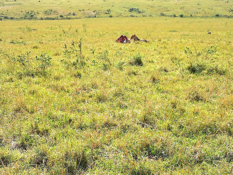 YHA Kenya Travel  Tours And Wildlife Safaris Adventure.
