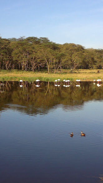 YHA Kenya Travel/African Budget Wildlife Safari Adventure.