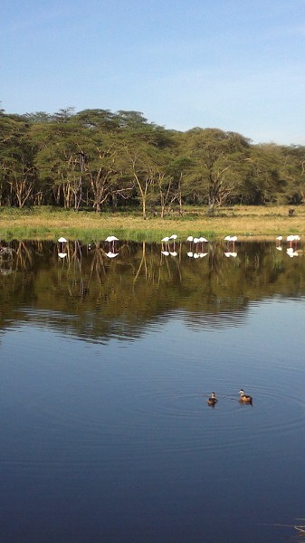 YHA Kenya Travel/Budget Kenya Wildlife Safari Bookings.