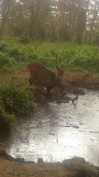 YHA Kenya Travel/Kenya Adventure Wildlife Safaris/Budget Tours