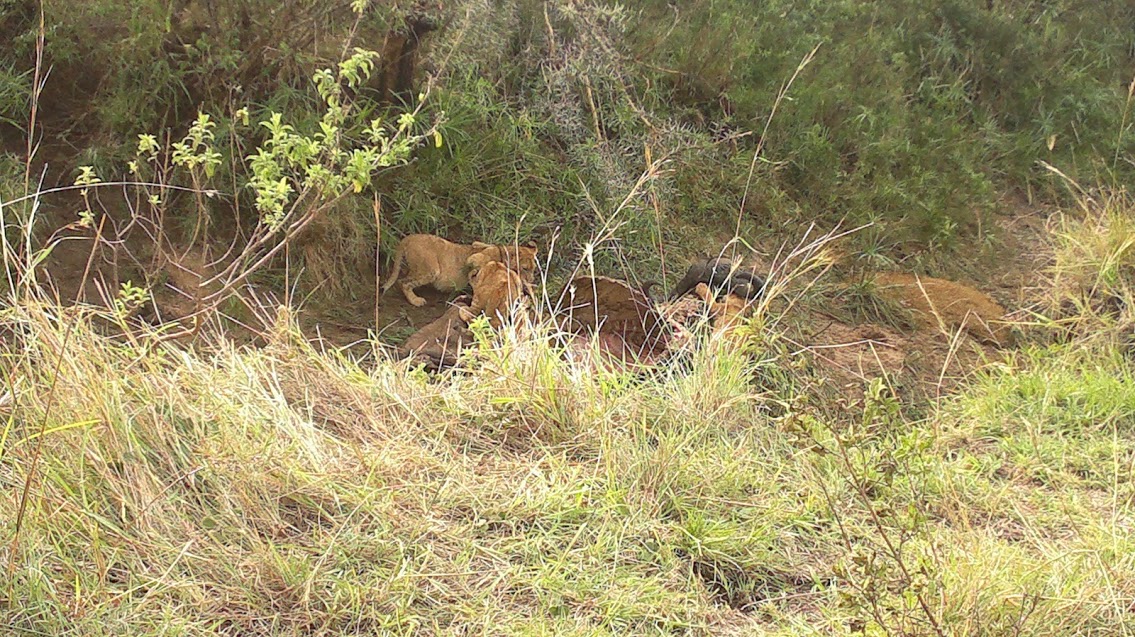Luxury Kenya Lodge Safaris/YHA Kenya Travel/ Africa Budget Wildlife Tour