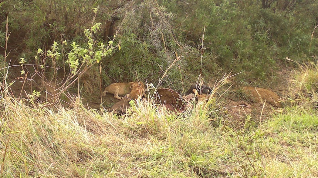 African Wildlife Safari/ Kenya Adventure Safaris/YHA Travel Tours.
