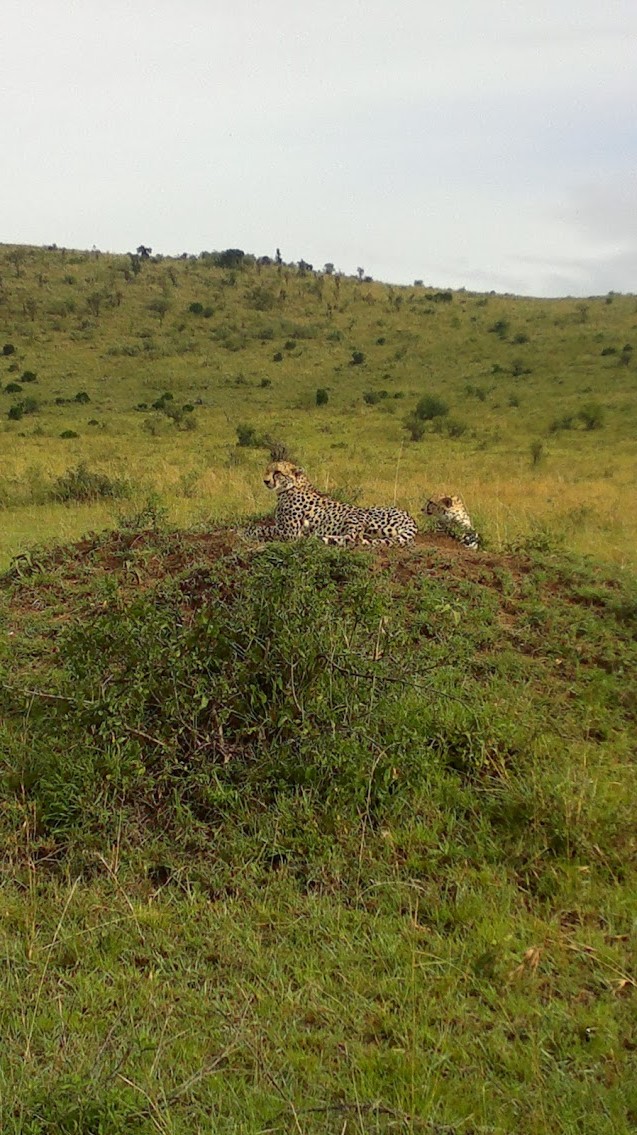 YHA Kenya Travel/Big Five Wildlife Safari/Small Group Guided Adventure Tours.