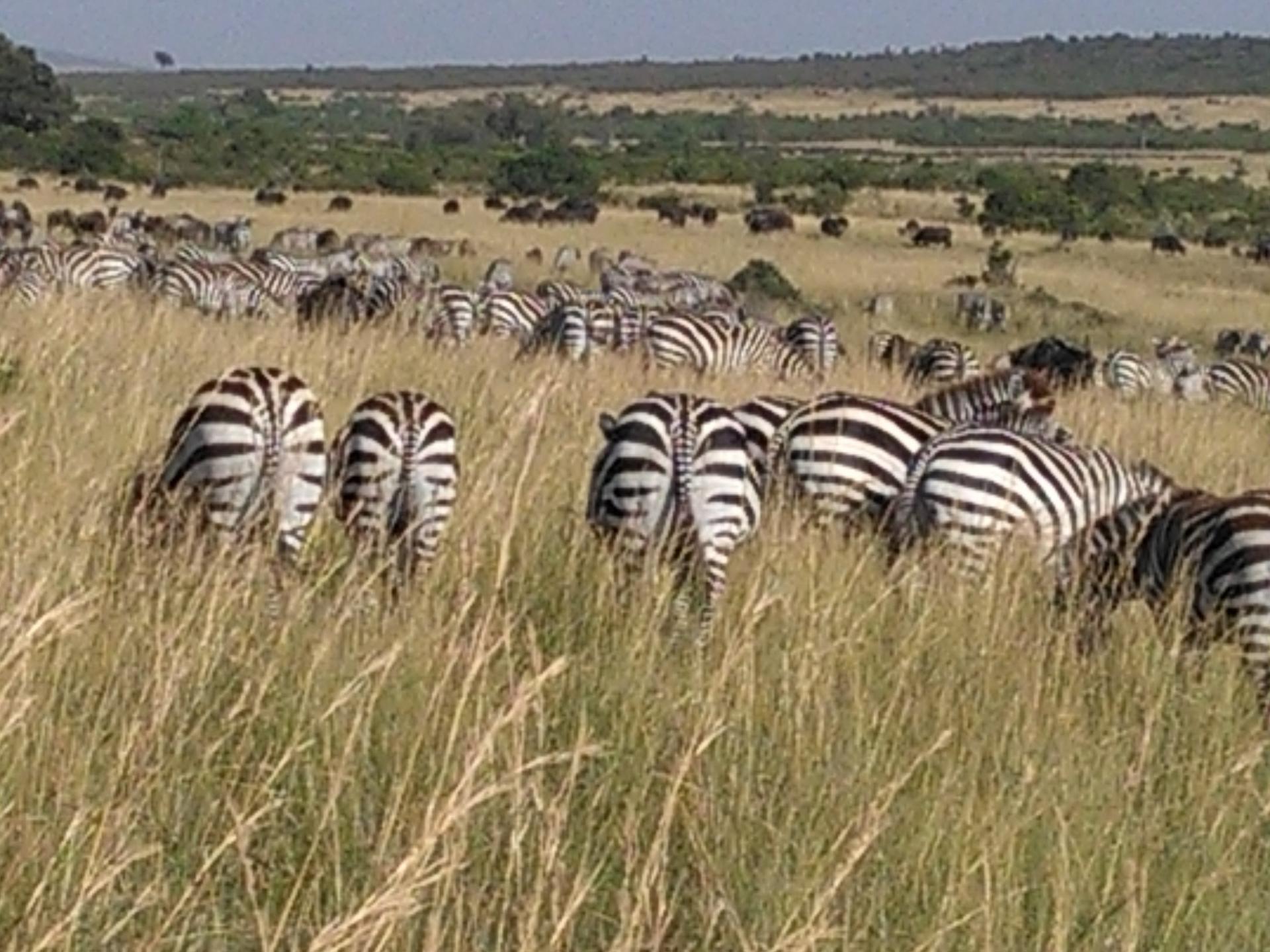 Africa’s Greatest Wildebeest Migration , Masai Mara wildebeest Migration Safari, Group Joining Tour, Kenya Adventure Safari Bookings.