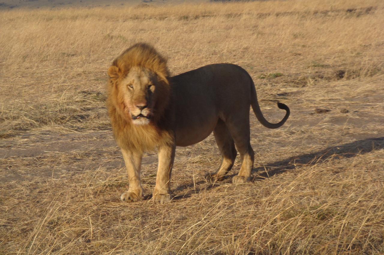 African adventure safaris adventure tours kenya budget safaris africa safari africa safaris yha kenya travel affordable masai mara safari 5
