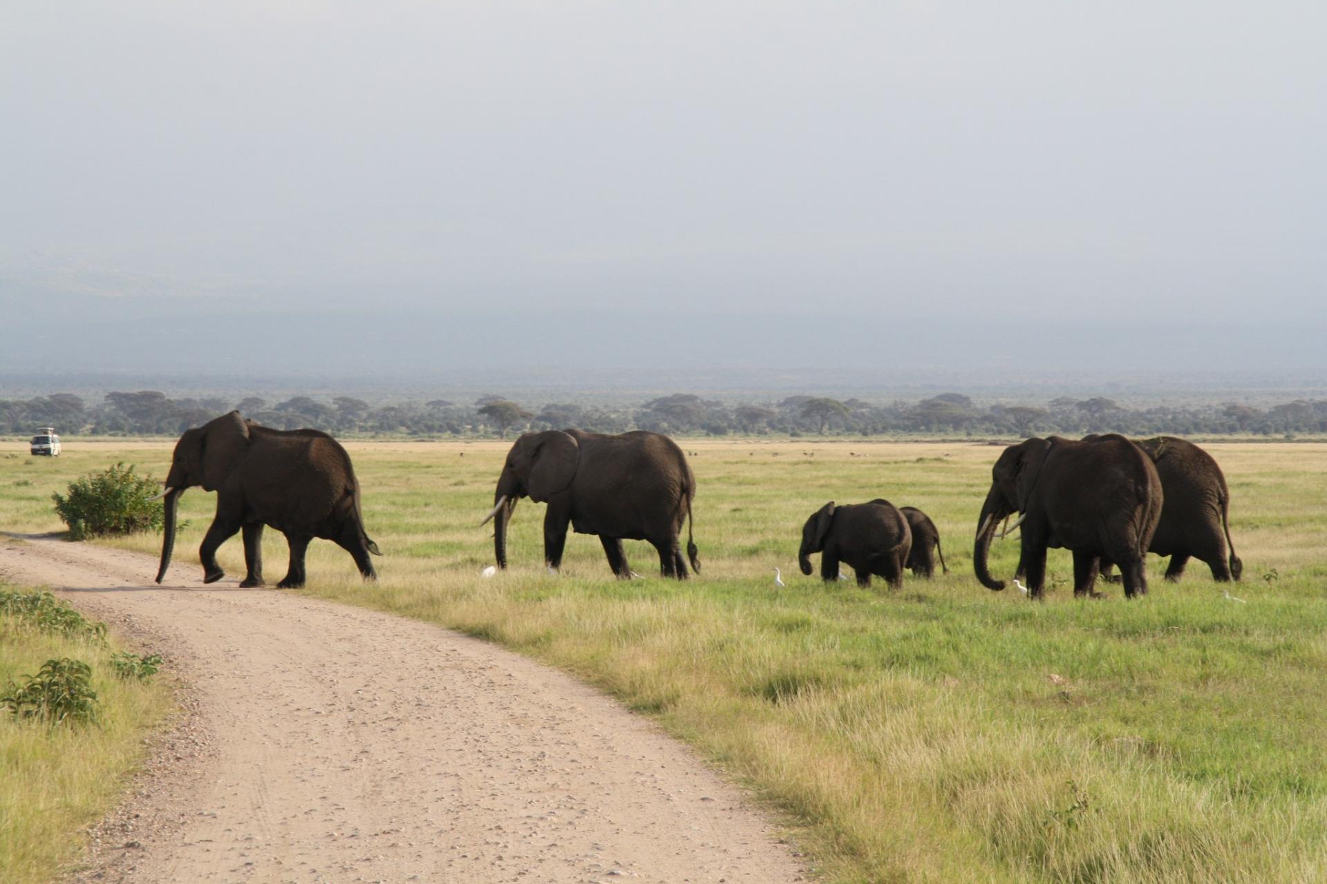 Amboseli herd of Elephants, Kenya Adventure Safaris, Active Adventures, YHA Kenya Travel Tours And Safaris, African safaris reviews, Safari game parks, Big five. Amboseli herd of Elephants, Kenya Adventure Safaris, Active Adventures, YHA Kenya Travel Tours And Safaris, African safaris reviews, Safari game parks, Big five.